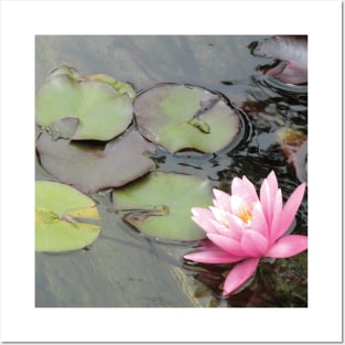 Pink Water Lily Posters and Art